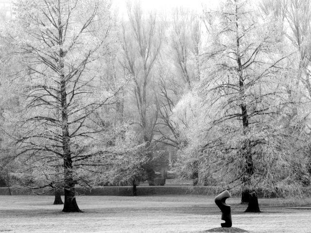 Saját, téli fotóim - Deres fák