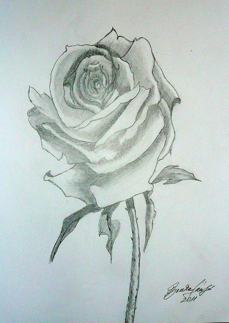 Festményeim - Rózsa rajz