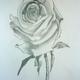 Rózsa rajz