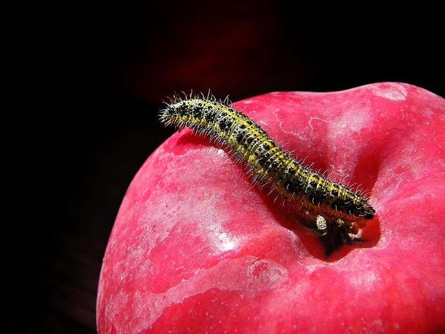 Egy két fotóm - Mindenki szereti a piros almát