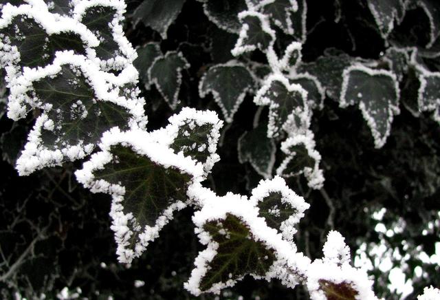Jeges-havas-zúzmarás - Búcsúzom a téltől - Borostyánlevelek