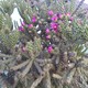 Ági képek - Virágzik a kaktuszfánk