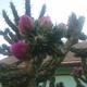 Kaktuszfám virága