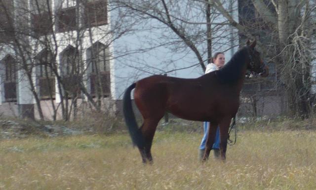 Én és a lovak:)