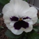 Fehér árvácska lila szirommal