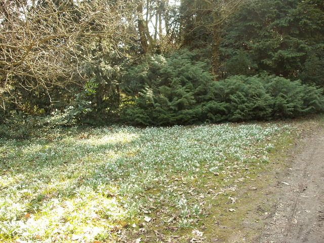 Kikelet az Arborétumban - Tájkép hóvirággal