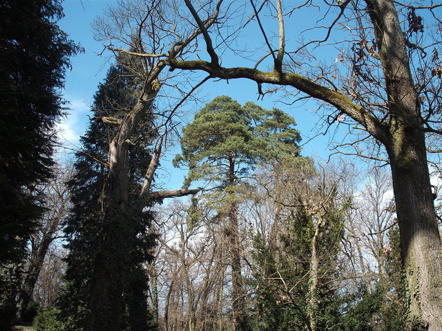 Kikelet az Arborétumban - Öreg fák kapcsolata