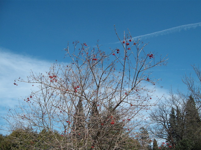 Kikelet az Arborétumban - Kék ég alatt piros bogyó