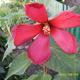 Virágaink - Vörös mocsári hibiszkusz