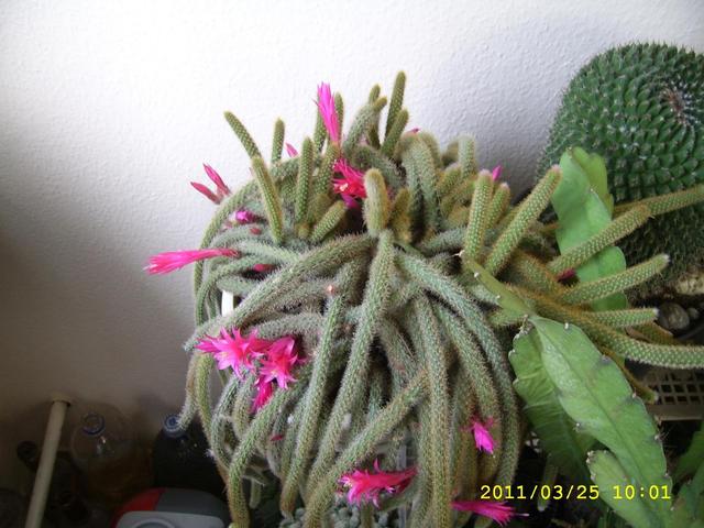 Virágaink - Kígyó kaktusz (és még télen is virágzott)