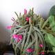 Kígyó kaktusz (és még télen is virágzott)