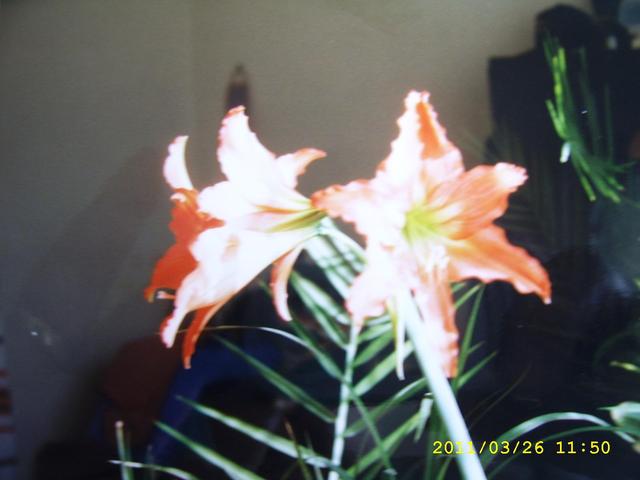 Virágaink - Amarilisz