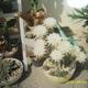 Gömb kaktusz virágai