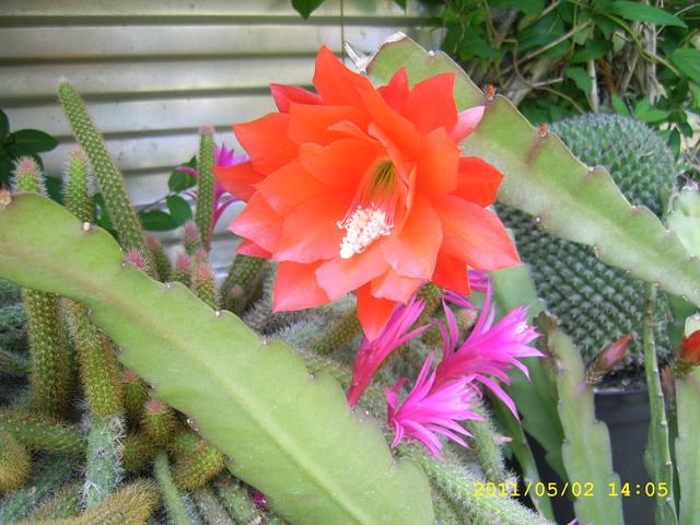 Virágaink - Füge kaktusz kinyilva.