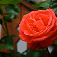 A rózsa kertben, Kalotaszentkirály