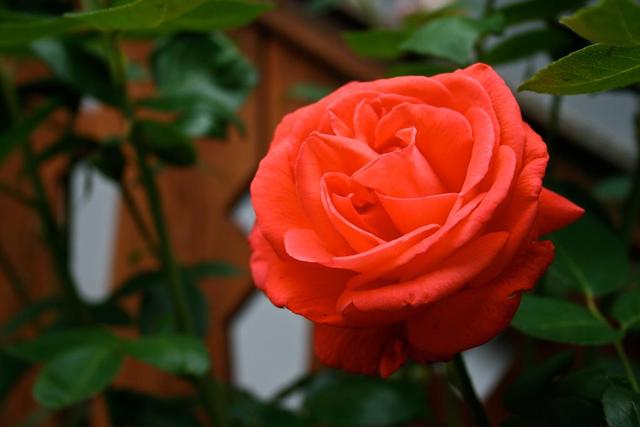 Erdély - A rózsa kertben, Kalotaszentkirály