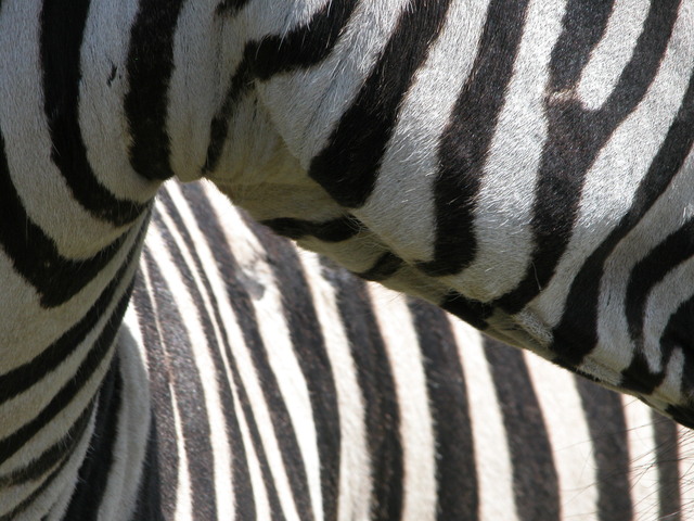 Zebra - névtelen