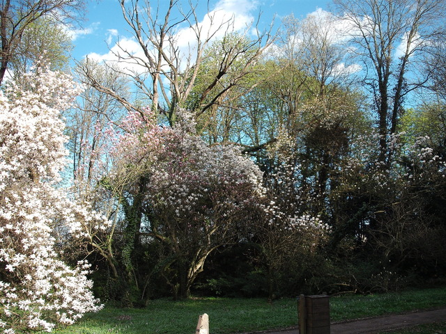 Áprilisi virágok 2012 . - Virágözön magas fák alatt