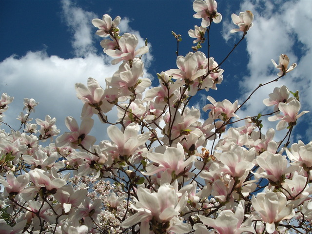 Áprilisi virágok 2012 . - Tavaszi ég alatt