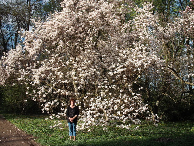 Áprilisi virágok 2012 . - Földig érő ág mellett