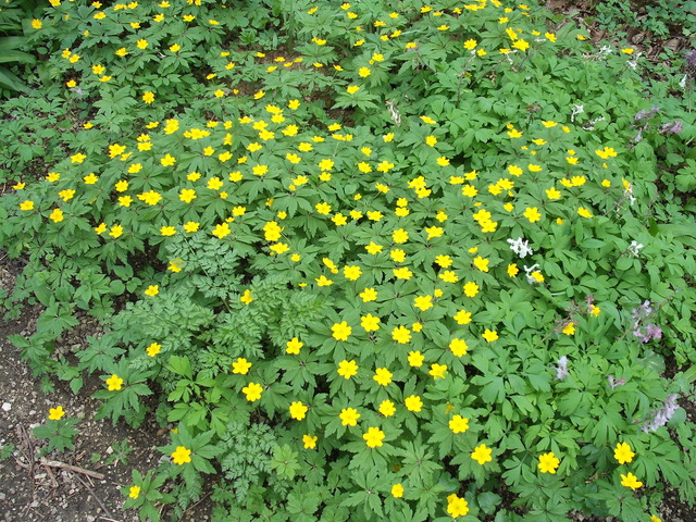 Áprilisi virágok 2012 . - Sárga szirmokkal