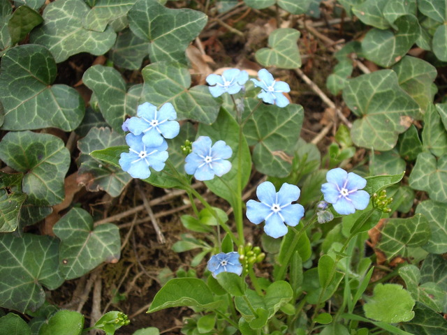 Áprilisi virágok 2012 . - Kék nefelejcs