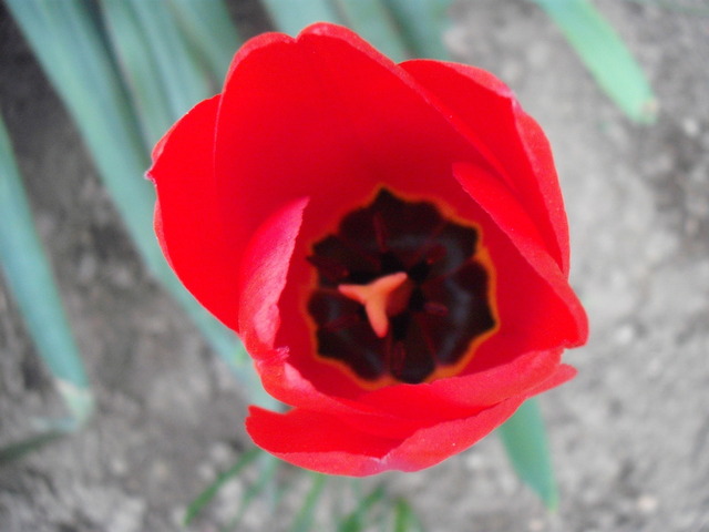 Áprilisi virágok 2012 . - Nagyvirágú tulipán