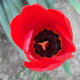 Nagyvirágú tulipán