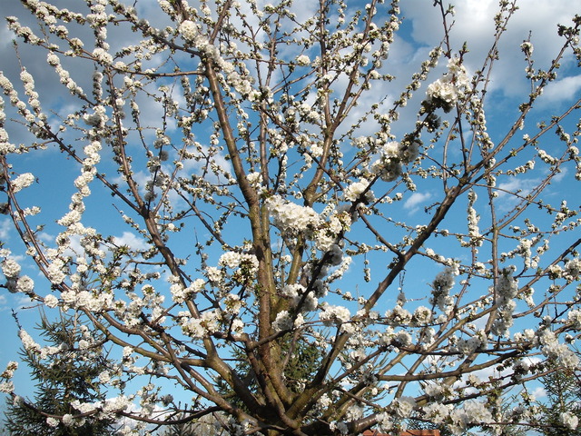 Áprilisi virágok 2012 . - Cseresznyefa