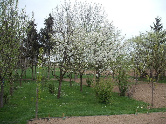 Áprilisi virágok 2012 . - Gyümölcsös virágzó fákkal
