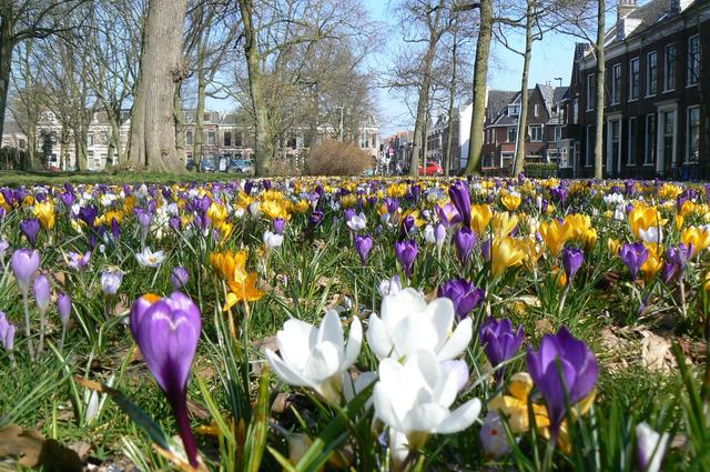 Tavasz - Haarlem ma