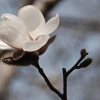 Fehér virágocska
