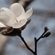 Tavaszi fotózás - Fehér virágocska