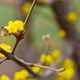 Tavaszi fotózás - Sárga virágocskák 2