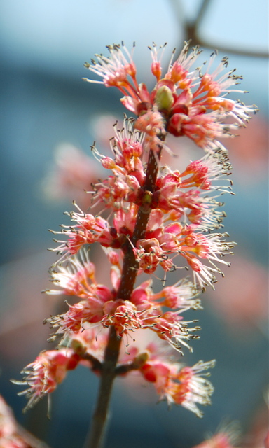 Tavaszi fotózás - Érdekes piros virágocskák