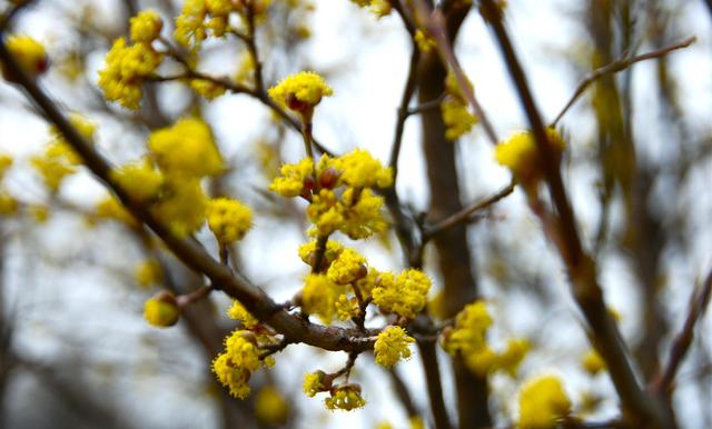 Tavaszi fotózás - Sárga virágocskák
