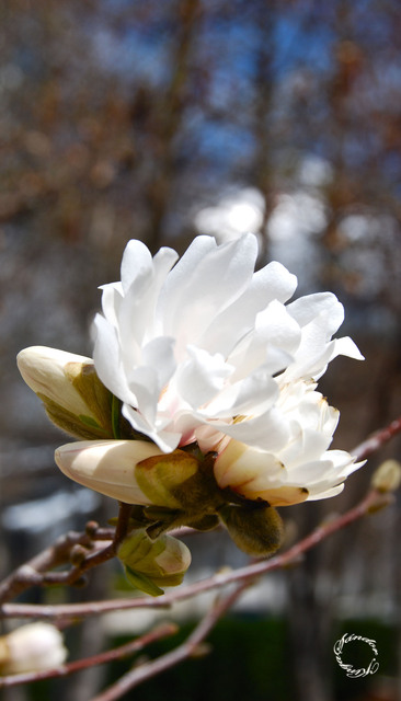 Tavaszi fotózás - Fehérbe virágzik