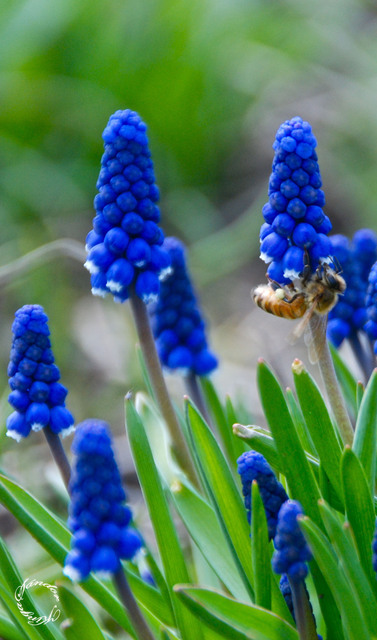 Tavaszi fotózás - Dolgozik a méhecske