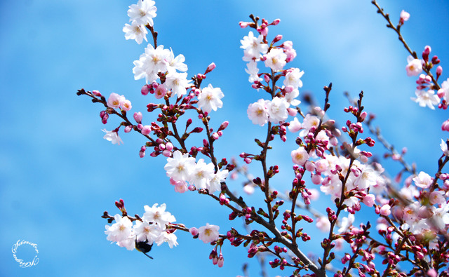 Tavaszi fotózás - Virágzik a cseresznyefa