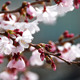 Tavaszi fotózás - Cseresznyefa virágocskák