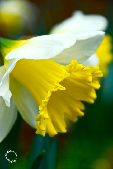 Tavaszi fotózás - Sárga és fehér nárcisz