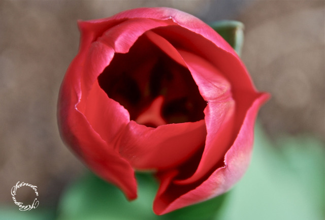 Tavaszi fotózás - Tulipán