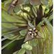 Tacca Green Mystery