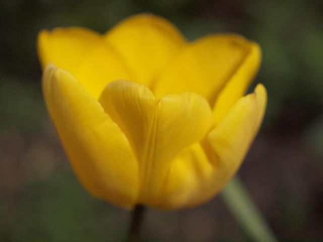 Növények - Sárga tulipán