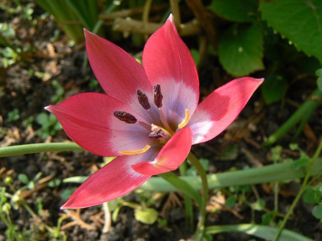 Növények - Tulipán