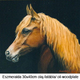 Festményeim: lovas képek
