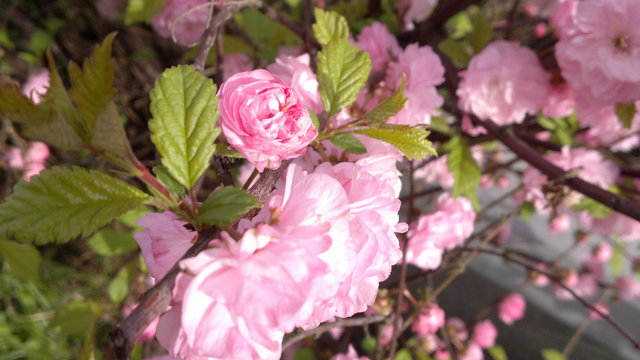 Tavasz - "Virágfa"