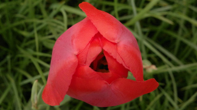 Tavasz - Fázós tulipán
