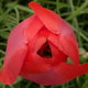 Fázós tulipán