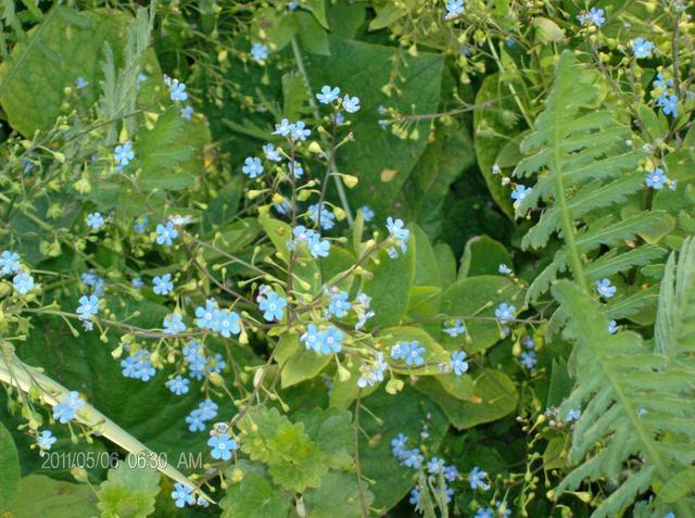 Virágaim - Kéknefelejcs